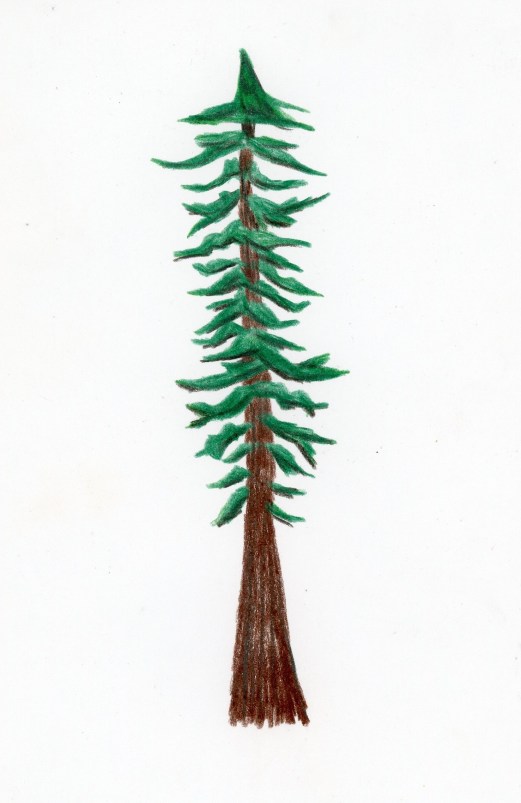 doodle coast redwood