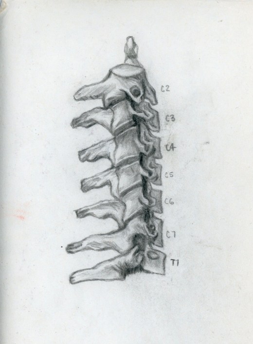 Sketch Vertebrae